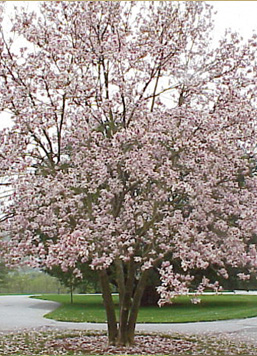 tree image -2