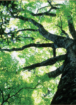 tribute_grows-benefits_2