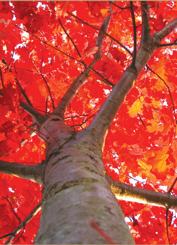 tribute_grows-benefits_3